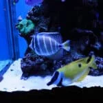Image of tropical blue and yellow fish inside of a tank.