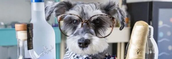 cute little gray terrier pup wearing big round glasses