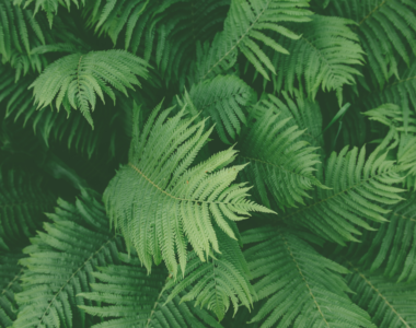 dense green ferns