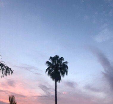 A palm tree silhouette against a sunset sky.